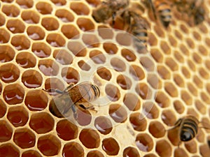 Working bees photo