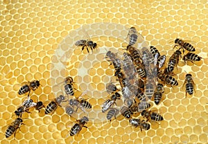 Working bees