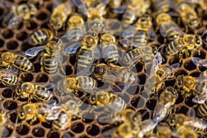 Working bees. Beekeeping