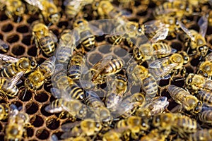 Working bees. Beekeeping