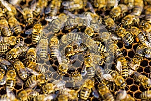 Working bees. Beekeeping