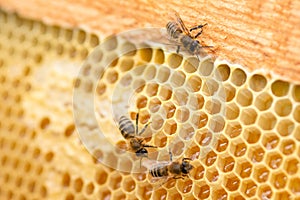 Working bees on combs, honey production