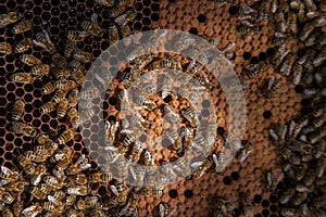 Working bees in a hive on honeycomb. Bees inside hive with sealed and open cells for their young