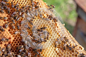 Working bees in a hive on honeycomb. Bees inside hive with sealed and open cells for their young