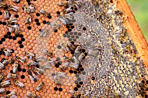 Working bees in a hive on honeycomb. Bees inside hive with sealed and open cells for their young