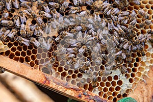 Working bees in a hive on honeycomb. Bees inside hive with sealed and open cells for their young