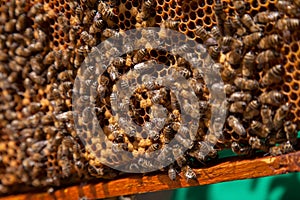 Working bees in a hive on honeycomb. Bees inside hive with sealed and open cells for their young