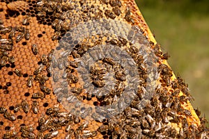 Working bees in a hive on honeycomb. Bees inside hive with sealed and open cells for their young