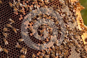 Working bees in a hive on honeycomb. Bees inside hive with sealed and open cells for their young