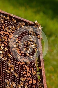 Working bees in a hive on honeycomb. Bees inside hive with sealed and open cells for their young