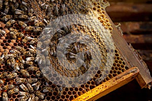 Working bees in a hive on honeycomb. Bees inside hive with sealed and open cells for their young