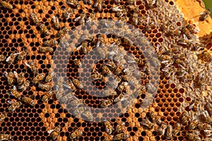 Working bees in a hive on honeycomb. Bees inside hive with sealed and open cells for their young