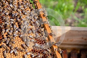 Working bees in a hive on honeycomb. Bees inside hive with sealed and open cells for their young