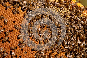 Working bees in a hive on honeycomb. Bees inside hive with sealed and open cells for their young
