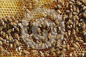 Working bees on honey cells