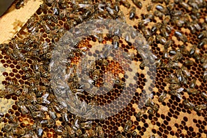 Working bees on honey cells