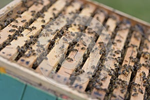 Working bees on honey cells