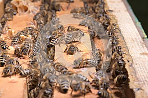 working bees on honey cells