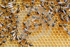Working bees on honey cells