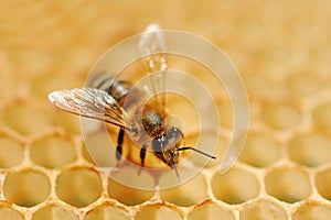 Working bees on honey cells