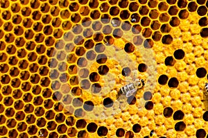 Working bees on honey cells