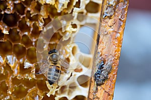 Working bees on honey cells