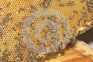 Working bees on honey cells.