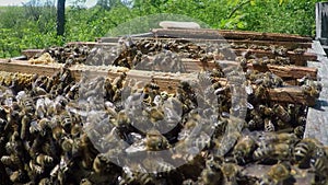 Working bees on honey cells. Apiary concept