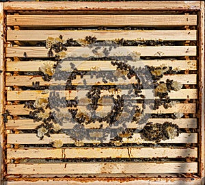 Working bees on honey cells