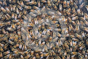 Working bees on honey cells, closeup of bees on honeycomb background