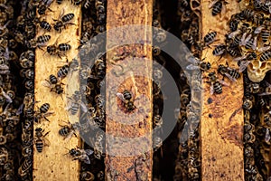 the working bees on honey cells in a hive