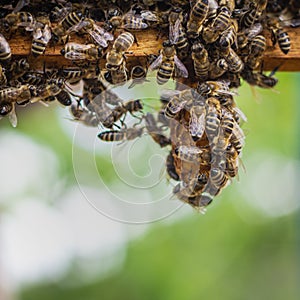 the working bees on honey cells in a hive