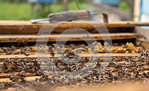 the working bees on honey cells in a hive