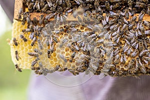 the working bees on honey cells in a hive