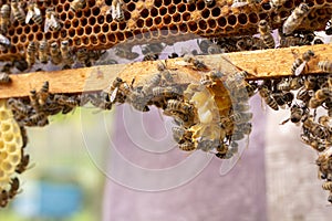 the working bees on honey cells in a hive