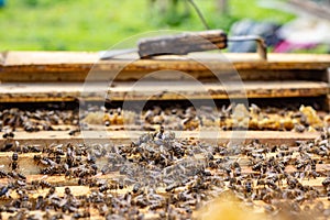 the working bees on honey cells in a hive