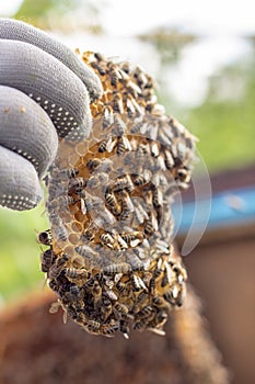 the working bees on honey cells in a hive