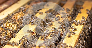 the working bees on honey cells in a hive