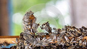 the working bees on honey cells in a hive