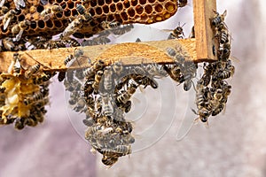 the working bees on honey cells in a hive