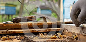 the working bees on honey cells in a hive