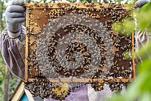 the working bees on honey cells in a hive