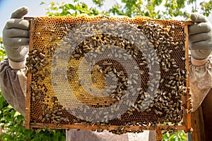 the working bees on honey cells in a hive