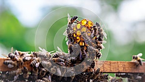 the working bees on honey cells in a hive