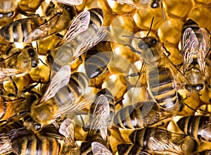 Working bees on honey comb