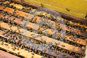 Working bees on honeycells