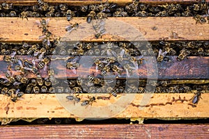 Working bees on honeycells