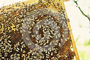 Working bees on honeycomb