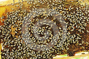 Working bees on honeycomb