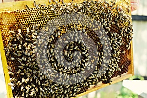 Working bees on honeycomb